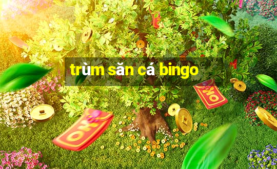 trùm săn cá bingo